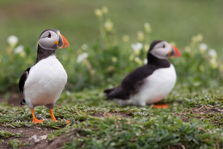 Papageitaucher Fratercula arctica Atlantic Puffin